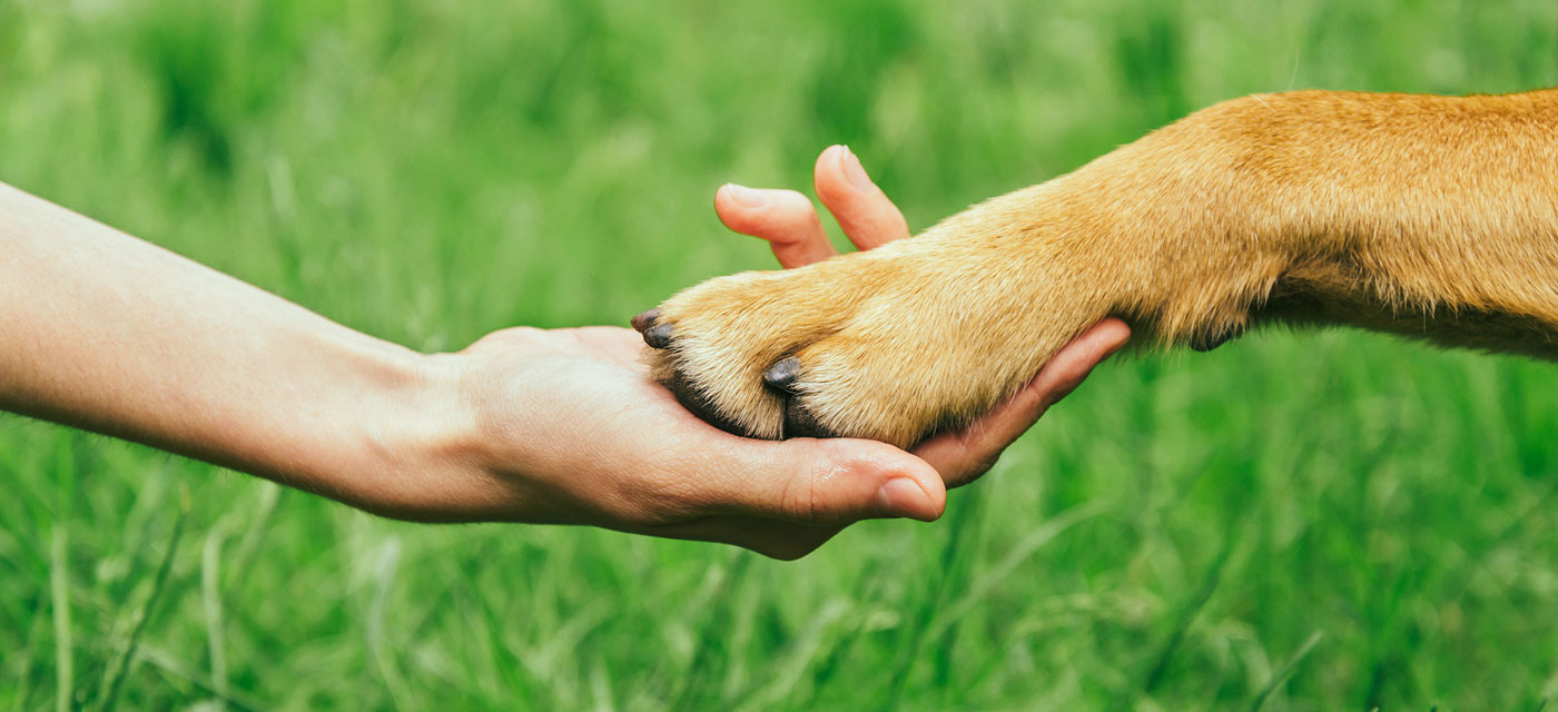 human hand holding dog paw